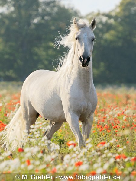 Paso Fino (Palomino) in blühendem Feld 