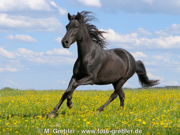 Paso Fino Stute galoppiert auf der Koppel 