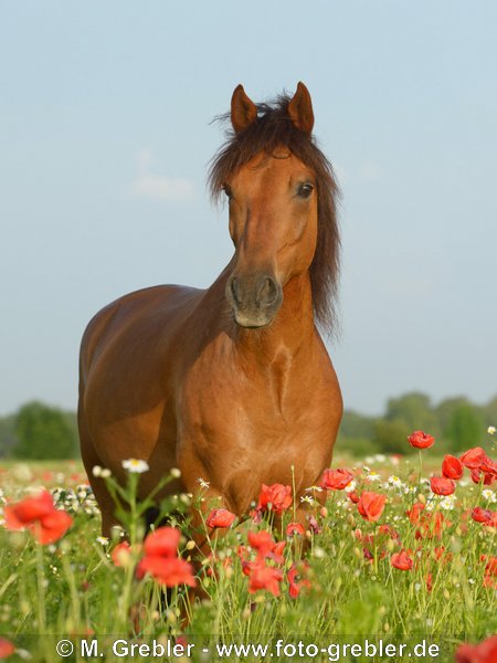 Paso Fino steht in Mohnfeld 