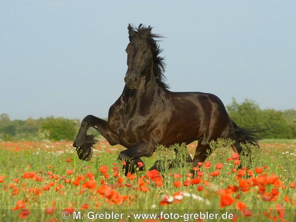 Friese galoppiert in Mohnfeld 