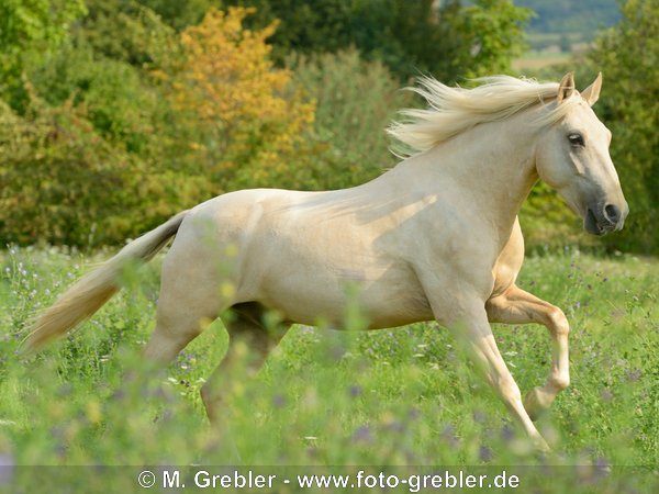 Paso Fino (Palomino Farbe) galoppiert auf Wiese 