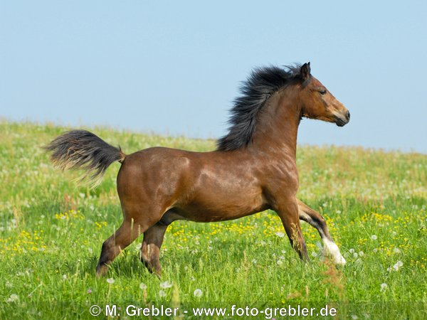 Welsh-C Pony Jährlings-Hengst galoppiert auf der Weide 