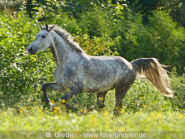 Holsteiner Warmblut galoppiert auf der Koppel 