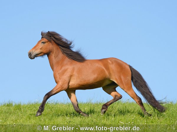 Islandpferd auf der Weide 