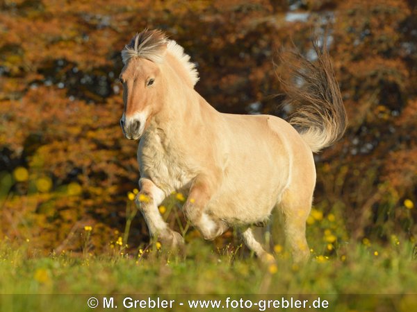 Fjordpferd (Norweger) galoppiert im Herbst auf der Koppel 