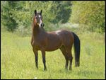 Connemara Pony 