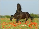 Friese im Mohn 