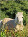 Shetland Pony 