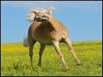 Bockender Haflinger auf der Weide im Frühjahr 