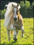 Haflinger Stute im Galopp mit langer, wehender Mähne 