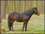 Connemara Pony im Wald 