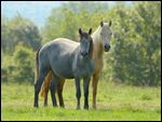 Connemara Pony Jungstuten auf der Weide 