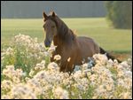 Paso Fino bei Sonnuntergang 