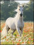 Paso Fino (Palomino) in blühendem Feld 