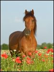 Paso Fino steht in Mohnfeld 