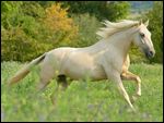 Paso Fino (Palomino Farbe) galoppiert auf Wiese 