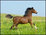 Welsh-C Pony JÃ¤hrlings-Hengst galoppiert auf der Weide 