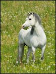 Welsh A Pony Hengst steht in einer Blumenwiese 