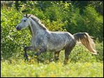 Holsteiner Warmblut galoppiert auf der Koppel 