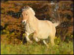 Fjordpferd (Norweger) galoppiert im Herbst auf der Koppel 