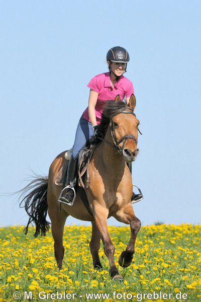 Junge Reiterin auf Deutschem Reitpony galoppiert in einer Blumenwiese 
