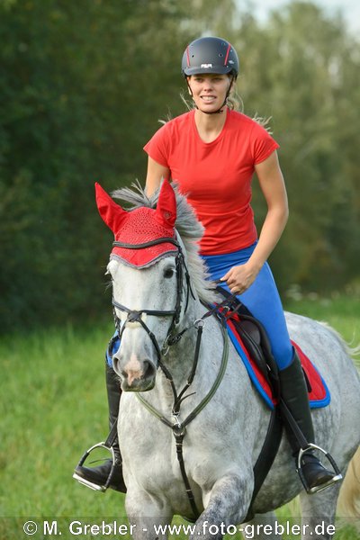 Reiterin auf "Selle Français" (Franz. Warmbluit) reitet in einer Wiese 