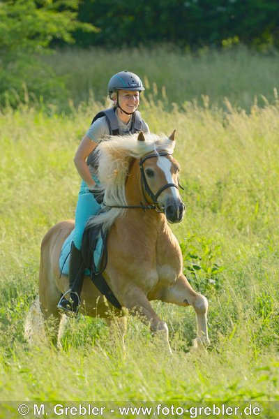 Junge Reiterin (mit Sicherheitsweste) auf Haflinger galoppiert in hoher Wiese 