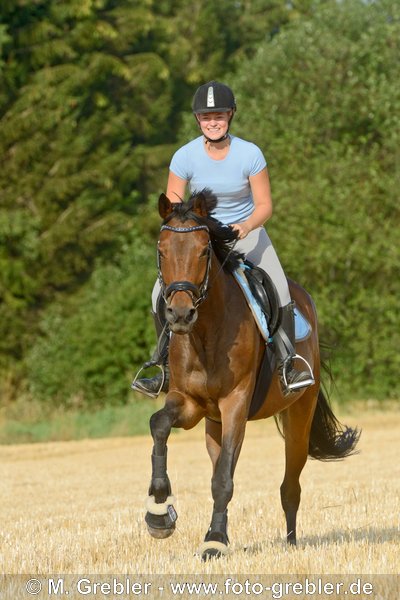 Reiterin galoppiert auf Bayerischem Warmblut über ein Stoppelfeld 