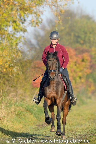 Reiterin auf Deutschem  Reitpony galoppiert im Herbst 