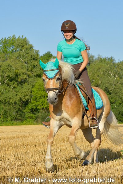 Reiterin auf Haflinger galoppiert im Stoppelfeld 