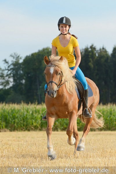 Junge Reiterin auf Haflinger Stute galoppiert  in einem Stoppelfeld 