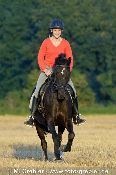 Reiterin auf Deutschem Reitpony im Galopp über ein Stoppelfeld  