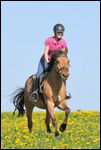 Junge Reiterin auf Deutschem Reitpony galoppiert in einer Blumenwiese 