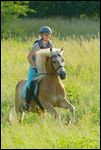 Junge Reiterin (mit Sicherheitsweste) auf Haflinger galoppiert in hoher Wiese 