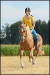 Junge Reiterin auf Haflinger Stute galoppiert  in einem Stoppelfeld 