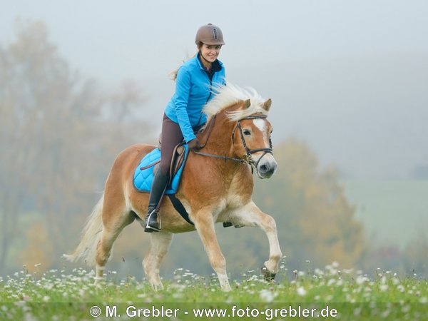 Reiterin galoppiert mit Haflinger im Herbst 