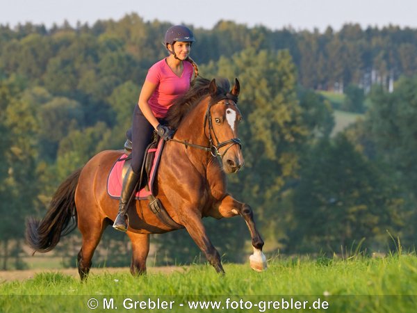 Reiterin auf Welsh Cob Pony galoppiert über eine Wiese im Abendlicht 