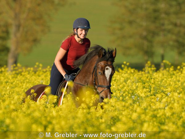 Reiterin auf Welsh-Cob-Stute galoppiert zwischen zwei Senffeldern 