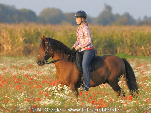 Reiterin auf Paso Fino in Mohnfeld 