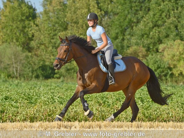 Reiterin galoppiert auf Bayerischem Warmblut über ein Stoppelfeld 