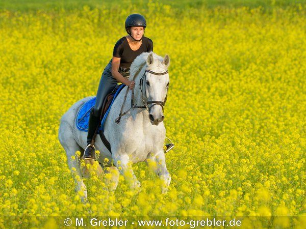 Reiterin auf Bayerischem Warmblut galoppiert durch ein Rapsfeld 
