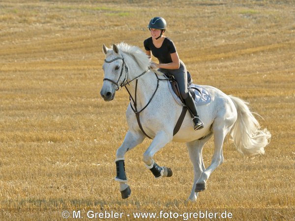 Reiterin auf Bayerischem Warmblut galoppiert über ein Stoppelfeld 