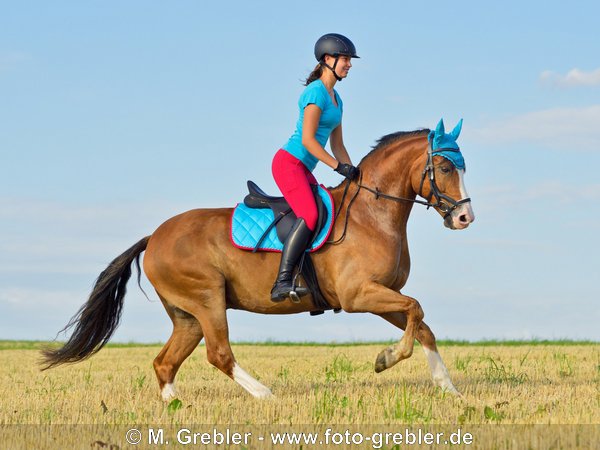 Reiterin auf Connemara Pony im Stoppelfeld 