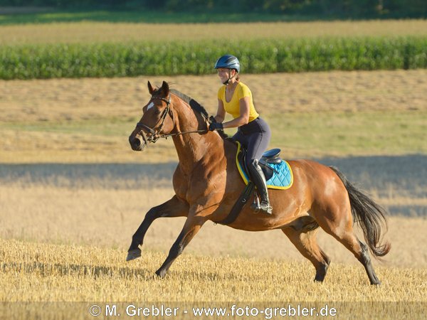 Reiterin auf Bayerischem Warmblut galoppiert über ein Stoppelfeld 