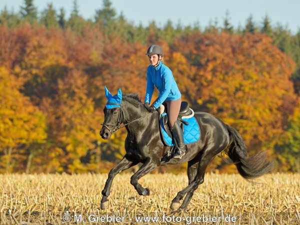 Reiterin auf Bayerischem Warmblut galoppiert im Herbst über ein Mais Stoppelfeld 