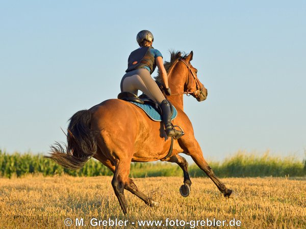 Reiterin mit Sicherheitsweste auf Bayerischem Warmblut galoppiert über ein Stoppelfeld im Abendlicht 