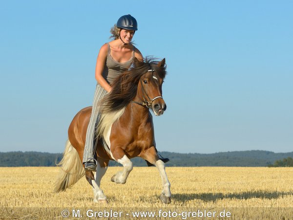 Reiterin auf Islandpferd beim Galopp über ein Stoppelfeld 