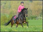 Junge Reiterin auf Deutschem Reitpony galoppiert über eine Wiese 