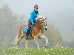 Reiterin galoppiert mit Haflinger im Herbst 