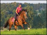 Reiterin auf Welsh Cob Pony galoppiert über eine Wiese im Abendlicht 